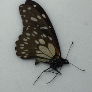 EBAY, Butterflies for sale from Uganda/Tanzania/England