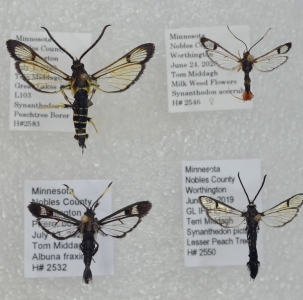 FOR EXCHANGE, Sesiidae from Minnesota USA