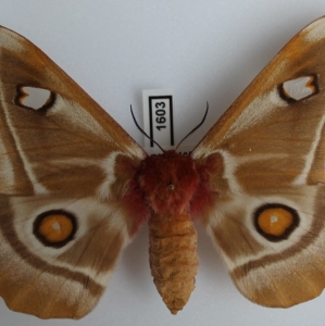 EBAY, New SATURNIIDAE auctions on german EBAY