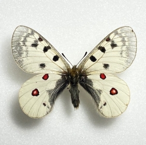 FOR SALE, Parnassius sacerdos / Phoebus