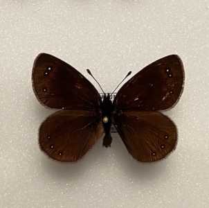 FOR SALE, Erebia lefebvrei