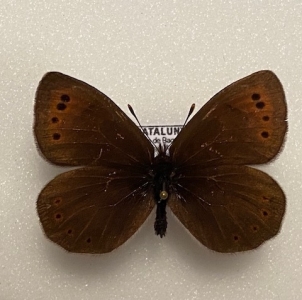 FOR SALE, Erebia sthennyo