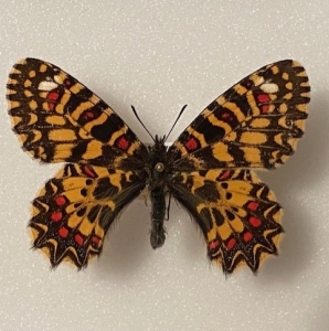 FOR SALE, Zerynthia rumina  africana f. canteneri