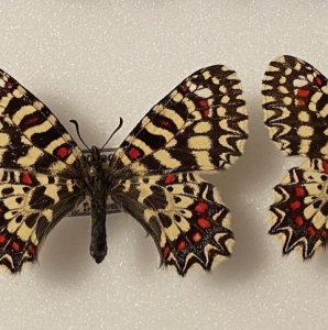 FOR SALE, Zerynthia rumina  africana