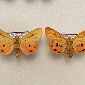 FOR SALE, Diacrisia metelkana