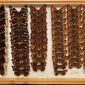 FOR SALE, Lot of Nymphalidae