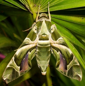 FOR SALE, Daphnis nerii pupae 