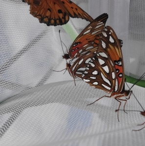 FOR SALE, GULF FRITILLARY EGGS