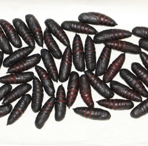 FOR SALE, Smerinthus ophthalmica pupae