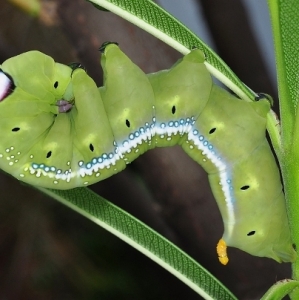 FOR SALE, Daphnis nerii pupae 