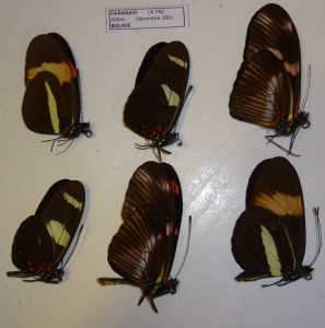 EBAY, Many Heliconius & others op Ebay 