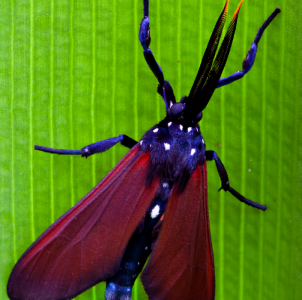 FOR SALE, Spotted oleander wasp moth eggs