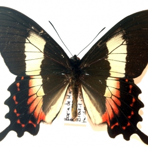 EBAY, PAPILIONIDAE on Ebay. Mounted specimens. And MORE.