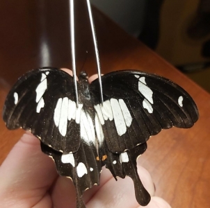 FOR SALE, papilio horribilis female **rare**