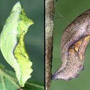 FOR SALE, Pipevine swallowtail chrysalis overwintering