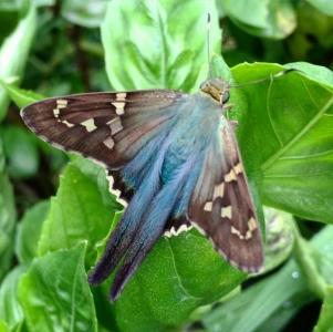 FOR SALE, LONG TAILED SKIPPER PUPAE 