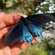 FOR SALE, PIPEVINE SWALLOWTAIL CHRYSALIS (OVERWINTERING)