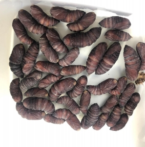 FOR SALE, Saturnia pyretorum cocoons from Taiwan