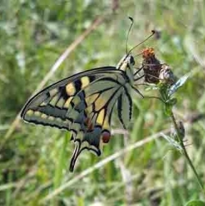 FOR EXCHANGE, pupae PAPILIO MACHAON ( bigeneratus ) nord Italy