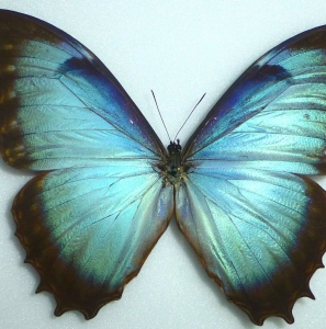 EBAY, +++ MORPHO NIEPELTI, Ecuador +++