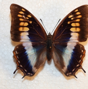 EBAY, rare charaxes plantroui ♀