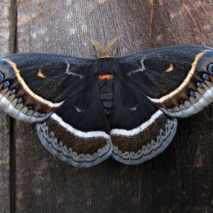 FOR SALE,  Eupackardia calleta moth eggs 