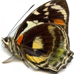 EBAY, LEPIDOPTERA SALE