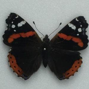 EBAY, British Butterflies for sale