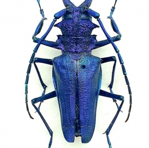 EBAY, +++ PSALIDOGNATHUS SAPHIRINA blue GIANT 83MM +++