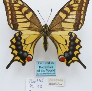 EBAY, ++ World Rarity PAPILIO SYLVINA female, TAIWAN ++