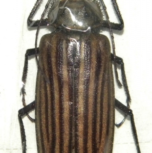 FOR SALE, Xixuthrus helleri/Granulipennis