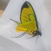 FOR SALE, ORNITHOPTERA PARADISEA BORCHI