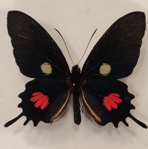 FOR SALE, Rare Neotropical butterflies for exchange or sale