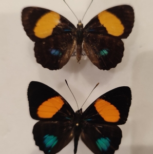 FOR EXCHANGE, Rare Neotropical butterflies for exchange or sale