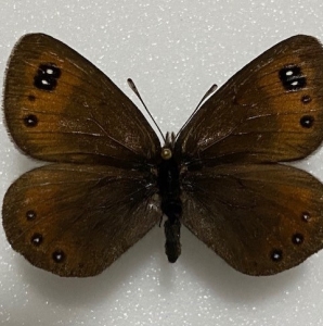 FOR SALE, Erebia pluto velocissima