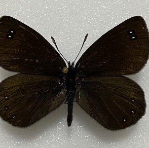 FOR SALE, Erebia pluto Alecto