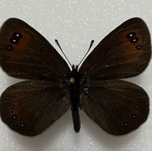 FOR SALE, Erebia pluto velocissima