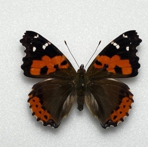 FOR SALE, Vanessa indica