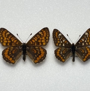 FOR SALE, Euphydryas italica