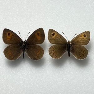 FOR SALE, RARE Erebia nivalis