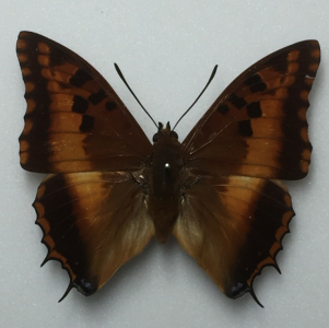 EBAY, Charaxes butterflies for sale
