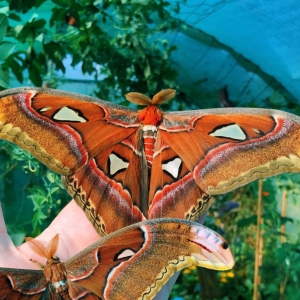 FOR SALE, Attacus atlas cocoons THAILAND 