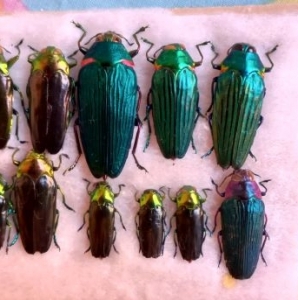 FOR SALE, BUPRESTIDAE MIDXES