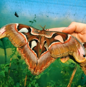 FOR SALE, Attacus lorquini EGGS 