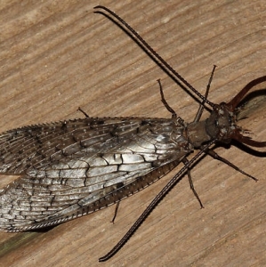 WANT TO BUY, Looking for Eastern Dobsonflies