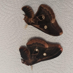 FOR SALE, Melanistic Antheraea Polyphemus