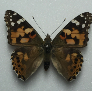 EBAY, Butterflies for sale from England