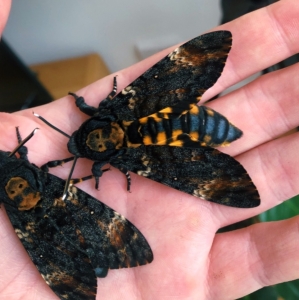 FOR SALE, Death’s head moth (Acherontia atropos) eggs