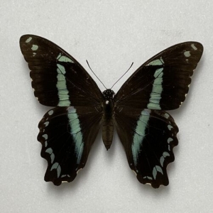EBAY, Butterflies for sale from Uganda/Tanzania/England