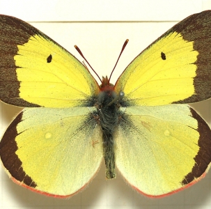 FOR SALE, Colias from Russia